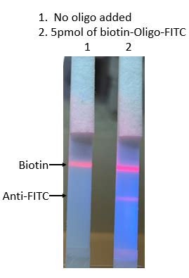 attogene|attogene products.